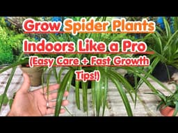 Grow Spider Plants Indoors Like a Pro 🌿 (Easy Care + Fast Growth Tips!) #SpiderPlant #gardening