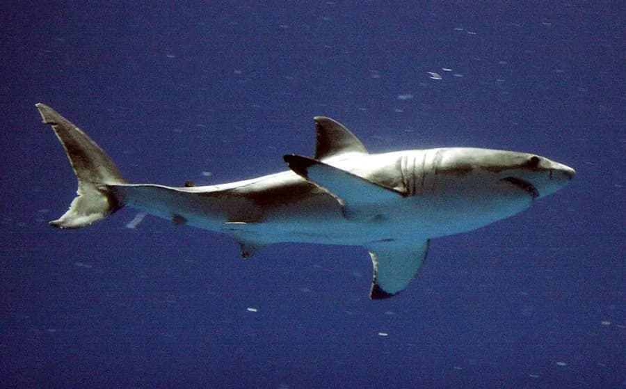 Nine-foot white shark tracked near Outer Banks by OCEARCH