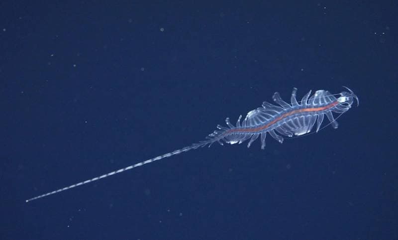 Schmidt Ocean Institute Research Team Discovers 31 New Species