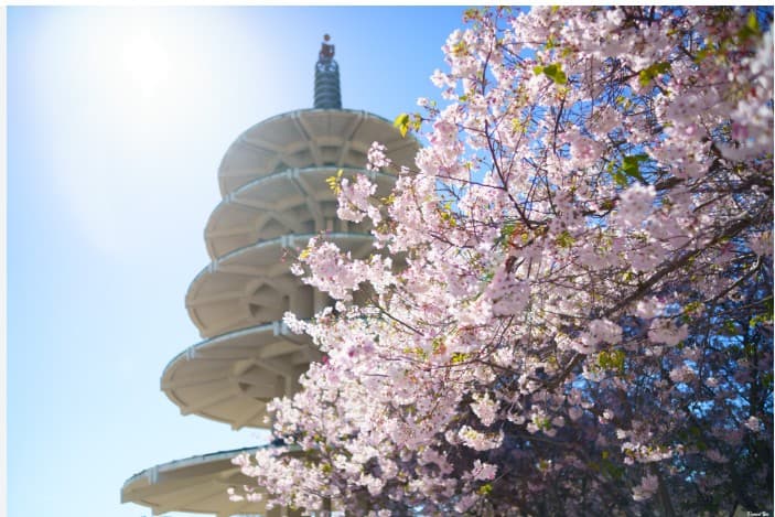 SF Life: Dining, Dance, Cherry Blossoms, Films, Pups - The Three Tomatoes