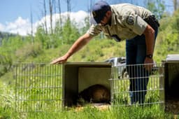Beavers put to work restoring degraded streams in ...
