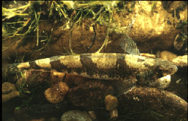 Snail Darter (Percina tanasi) - Species Profile