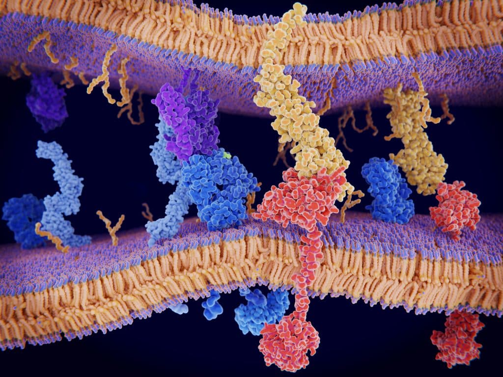 Peptide Microdroplets Rewire the PD-1/PD-L1 Checkpoint in ...