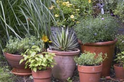 11 Simple Ways to Help Your Container Garden Stay Moist Longer This Summer