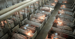 Senate Ag Committee set to spare this animal welfare law, for now