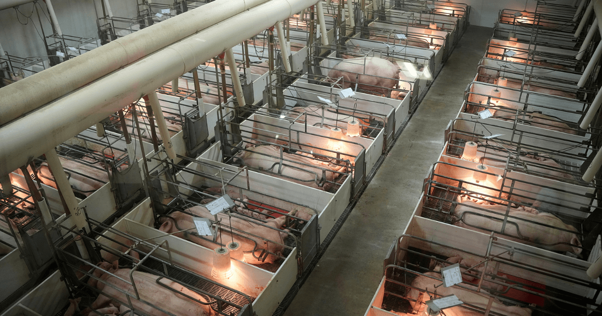 Senate Ag Committee set to spare this animal welfare law, for now