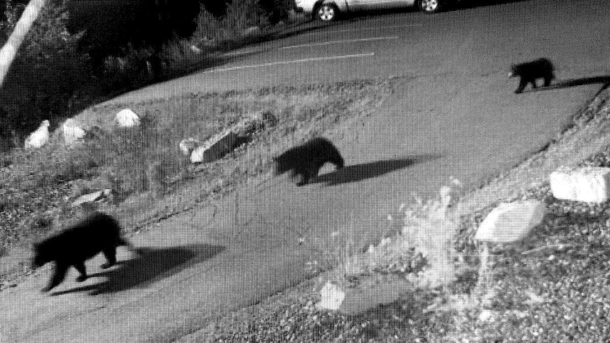 Bear sighting prompts closure of town garage to discourage trash dumping