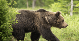 Bear attack on jogger at Henrys Lake State Park prompts ...