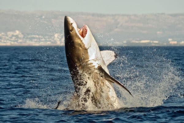 Why Great White Sharks Breach