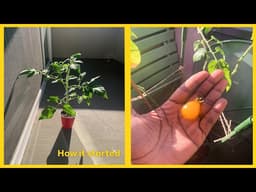 What My Balcony Garden Taught Me About Growth