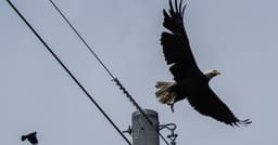 Bald eagle nesting in Georgia continues positive trend