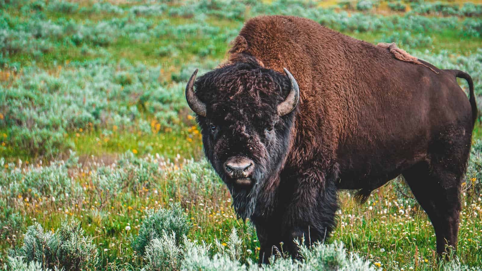The Role of Bison in Native American Spiritual Traditions
