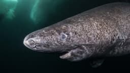 A 392-year-old Greenland Shark that was located in the Arctic Ocean. He’s been wandering the ocean since 1627 – Sacred Earth
