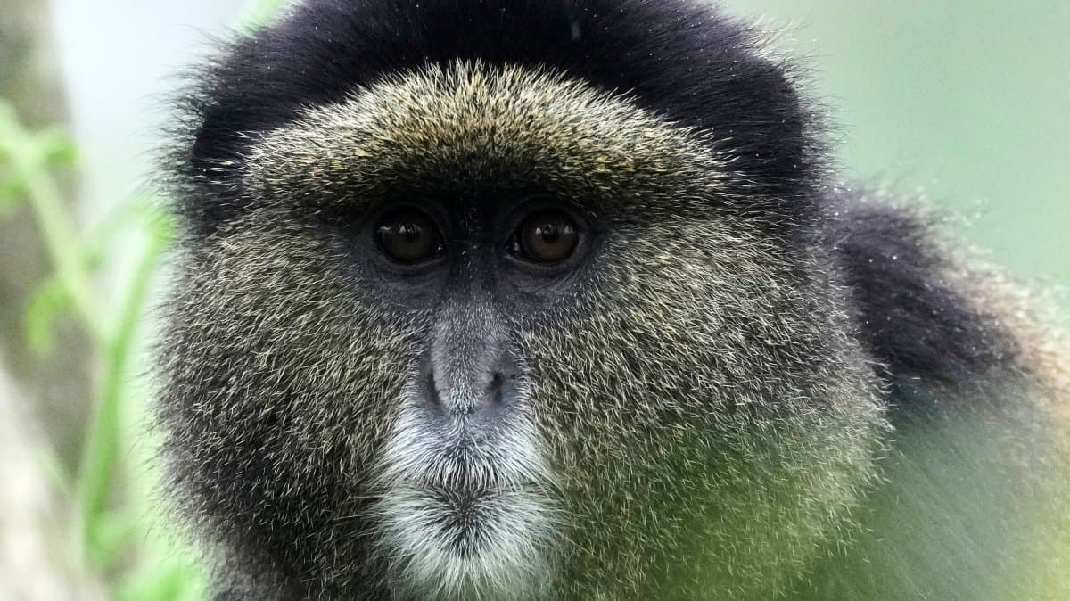 DNA traces reshaping Rwanda's wildlife conservation efforts