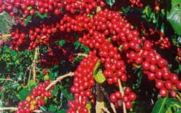 Rwanda develops six coffee varieties targeting yields of up ...