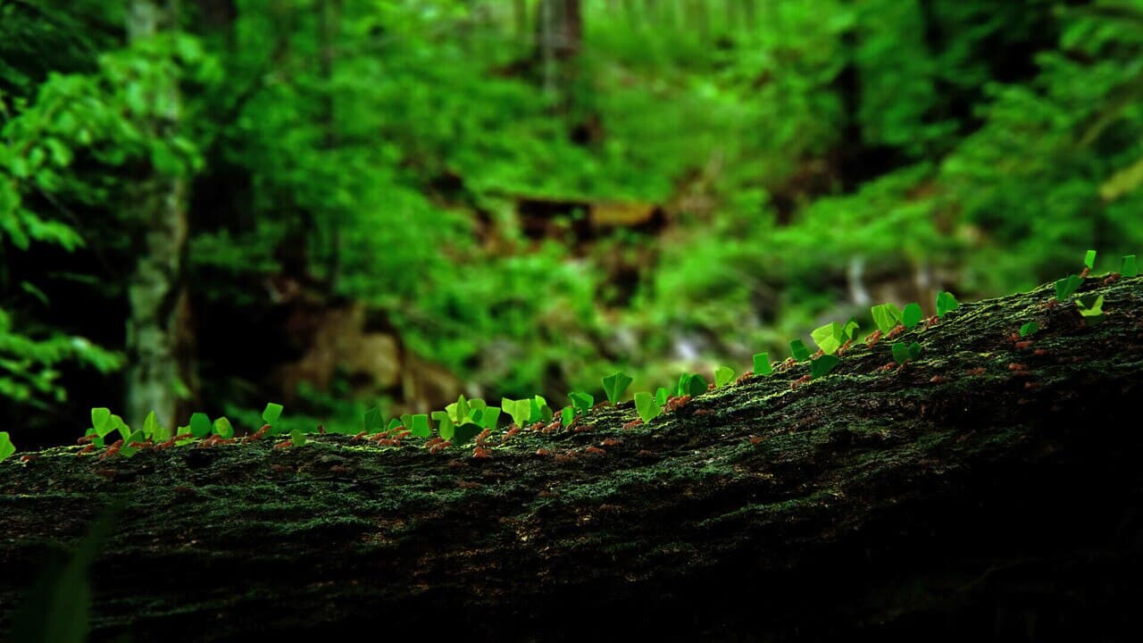 The Future of Biodiversity Finance: Pricing Biodiversity