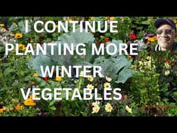 I CONTINUE PLANTING MORE WINTER VEGETABLES