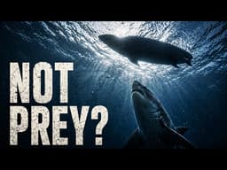 We Were Wrong About Shark Attacks