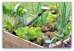 How to Start a Vegetable Garden: 10 Easy Steps for ...