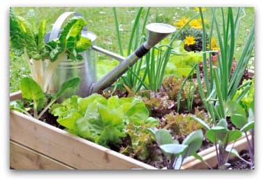 How to Start a Vegetable Garden: 10 Easy Steps for ...