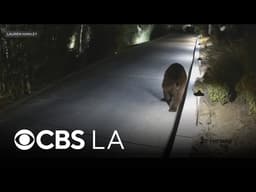 Black bear seen exploring Encino neighborhoods