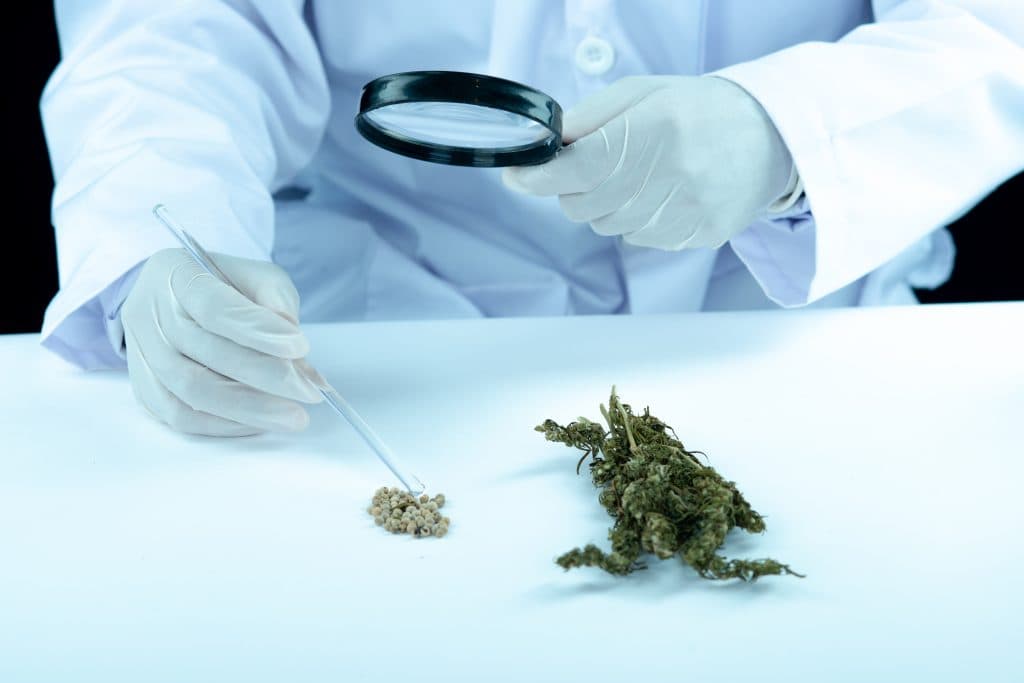 Medical Marijuana vs Recreational Cannabis 2026 Guide