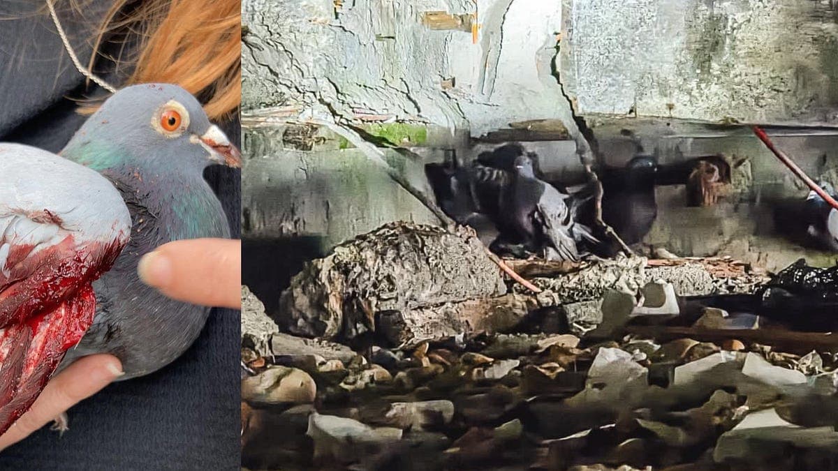 Pigeons attacked in awful catapult crime! 