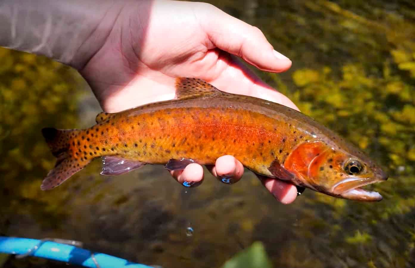 "California Gold Part Four: Lahontan Cutthroat" | MidCurrent