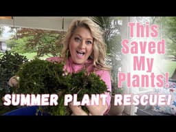 Summer Heat? Do THIS to Your Pots...I promise it helps!