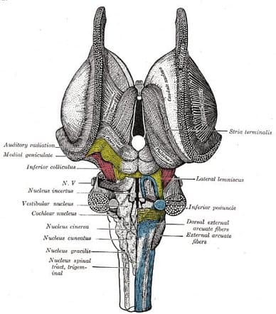 Medulla oblongata | Radiology Reference Article