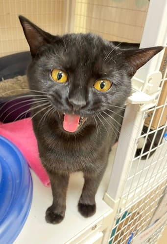 
	Our Animals Up for Adoption Now
