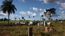 Can Luxury Brands Afford to Stay Silent About Leather’s Exclusion from Deforestation Law?