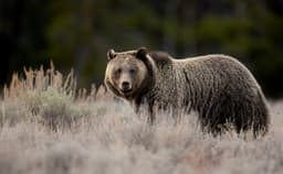 Interior seeks flexibility on predator management