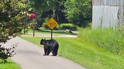 Black bears migrating through the area; exercise caution