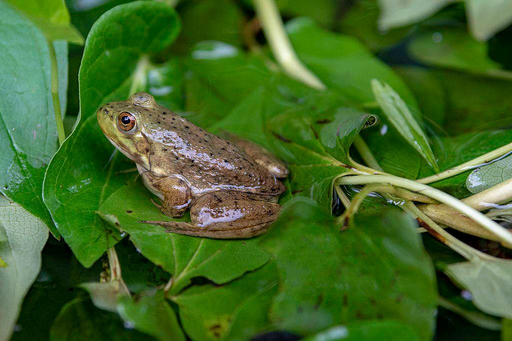 14 Bizarre Adaptations That Help Animals Thrive
