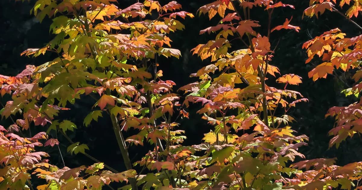 Pruning Japanese Maples | UC Marin Master Gardeners