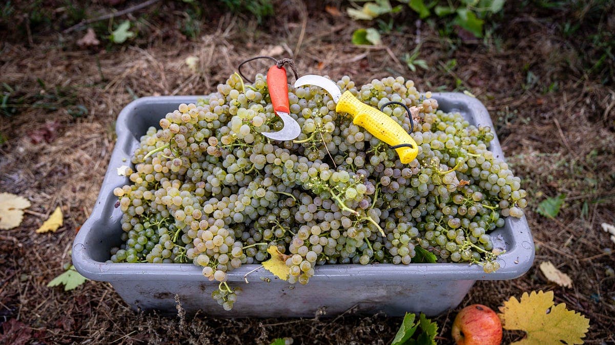 Friday E-dition: The Harvest That Came Early, Light and Good