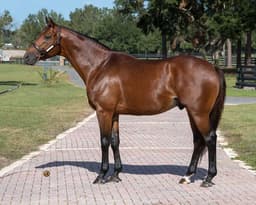 Stallion Spotlight: Chess Chief (Into Mischief - Un Blessed, by Mineshaft) - FTBOA