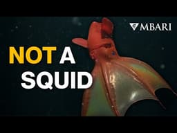 Deep-sea marine snow is on the menu for the vampire squid