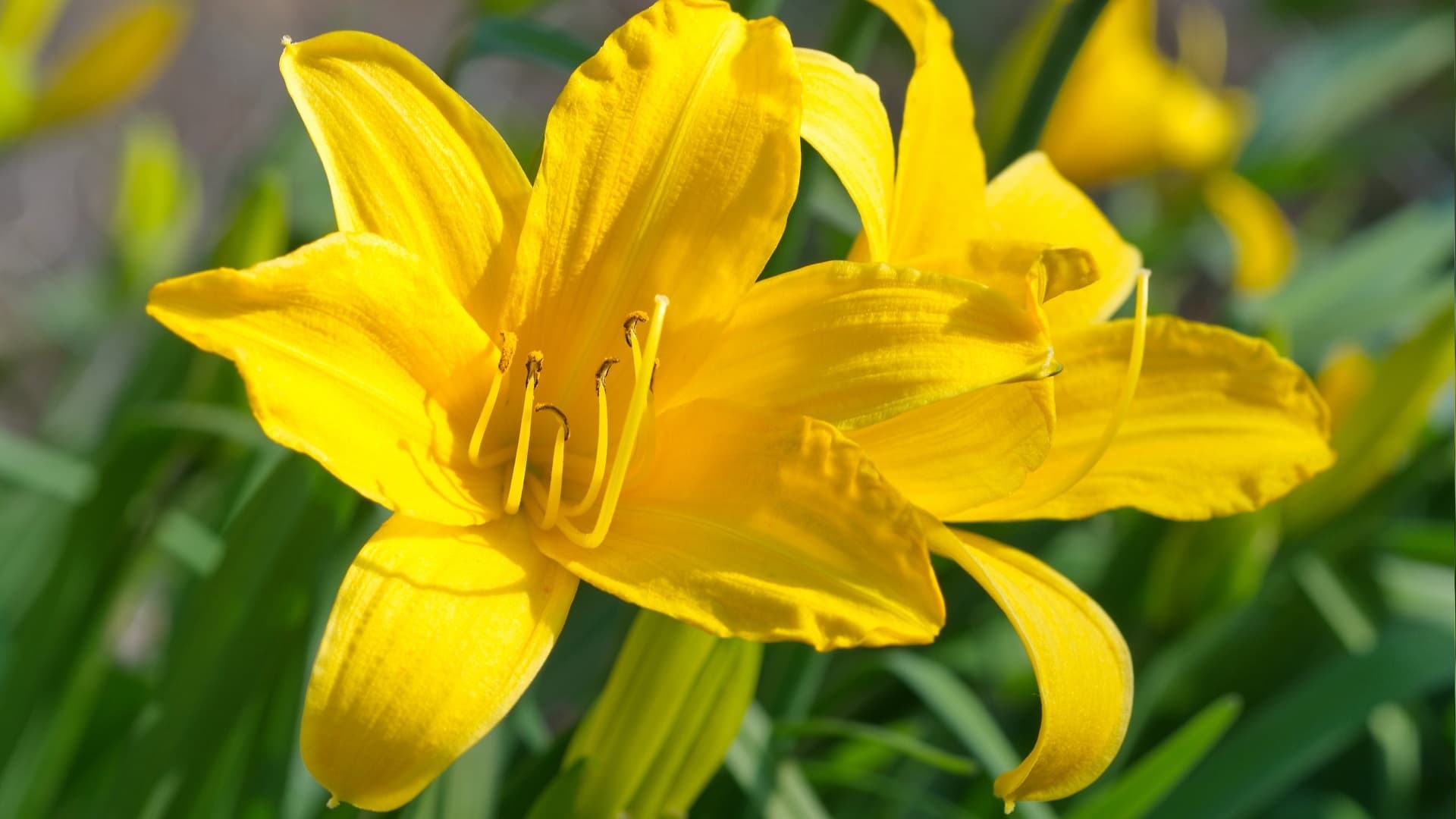 Start a Business: Adel Cook Chamber