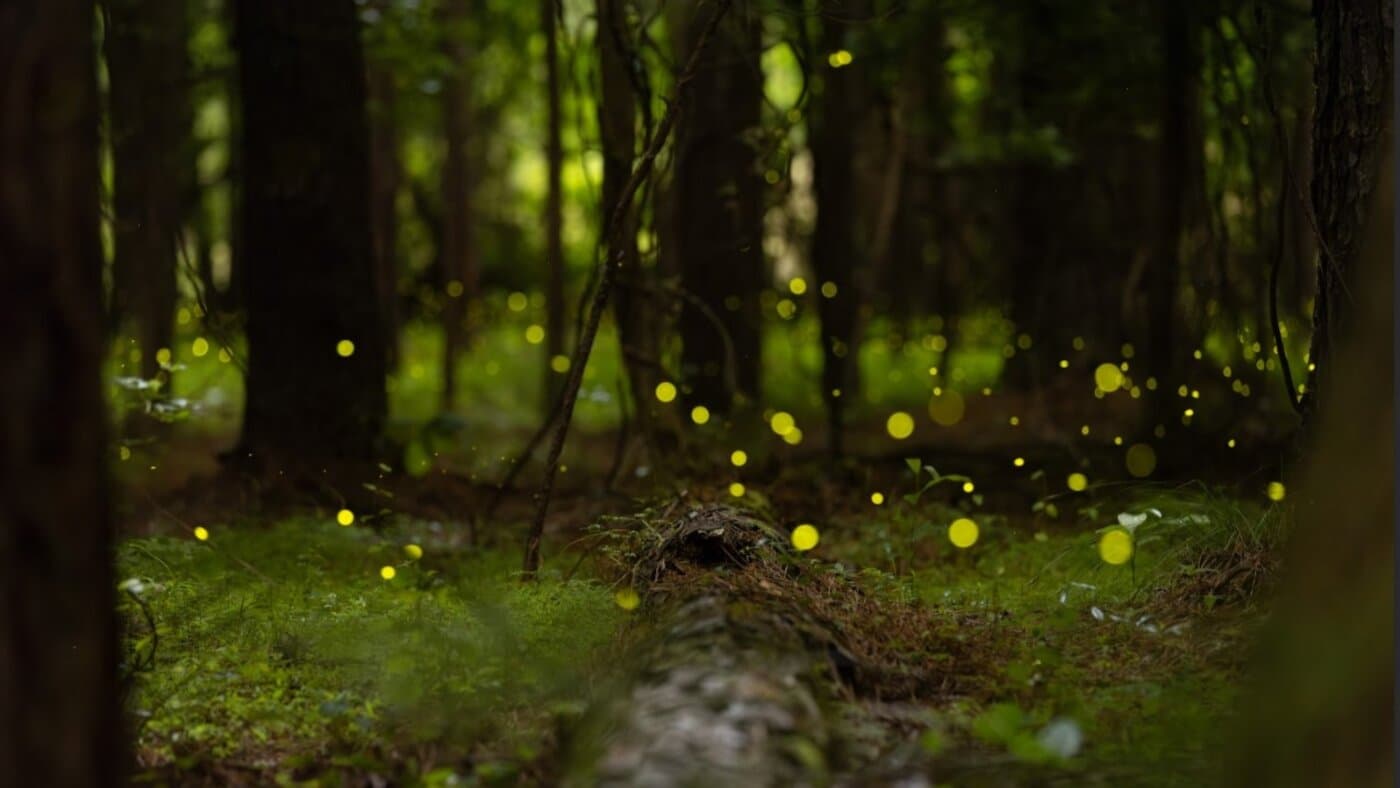 The magic — and science — of synchronous fireflies