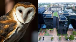 Labour's backing of AI datacentres is a threat to UK wildlife 