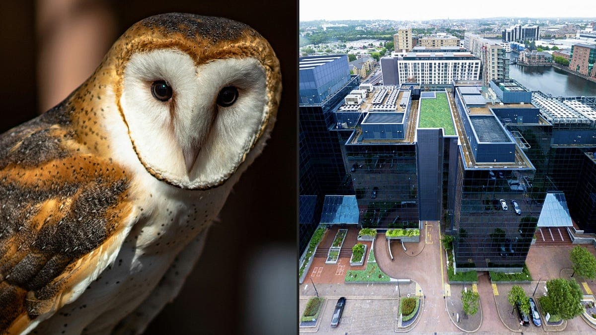 Labour's backing of AI datacentres is a threat to UK wildlife 