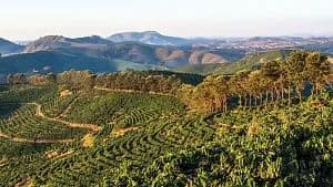 Brazilian coffee exports rise 9.9% at start of new season