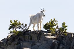 Logging project near Yellowstone could threaten wildlife habitat and tourist-dependent businesses