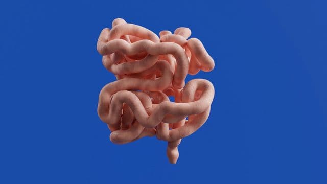 Gut Bacteria-Derived Metabolites Could Help the Immune System Fight Cancer