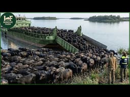 Wild Buffalo: The Species Bringing Life Back to a Dying Wetland | Farming Documentary
