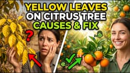 Yellow Leaves on Citrus Tree: Causes & Fix
