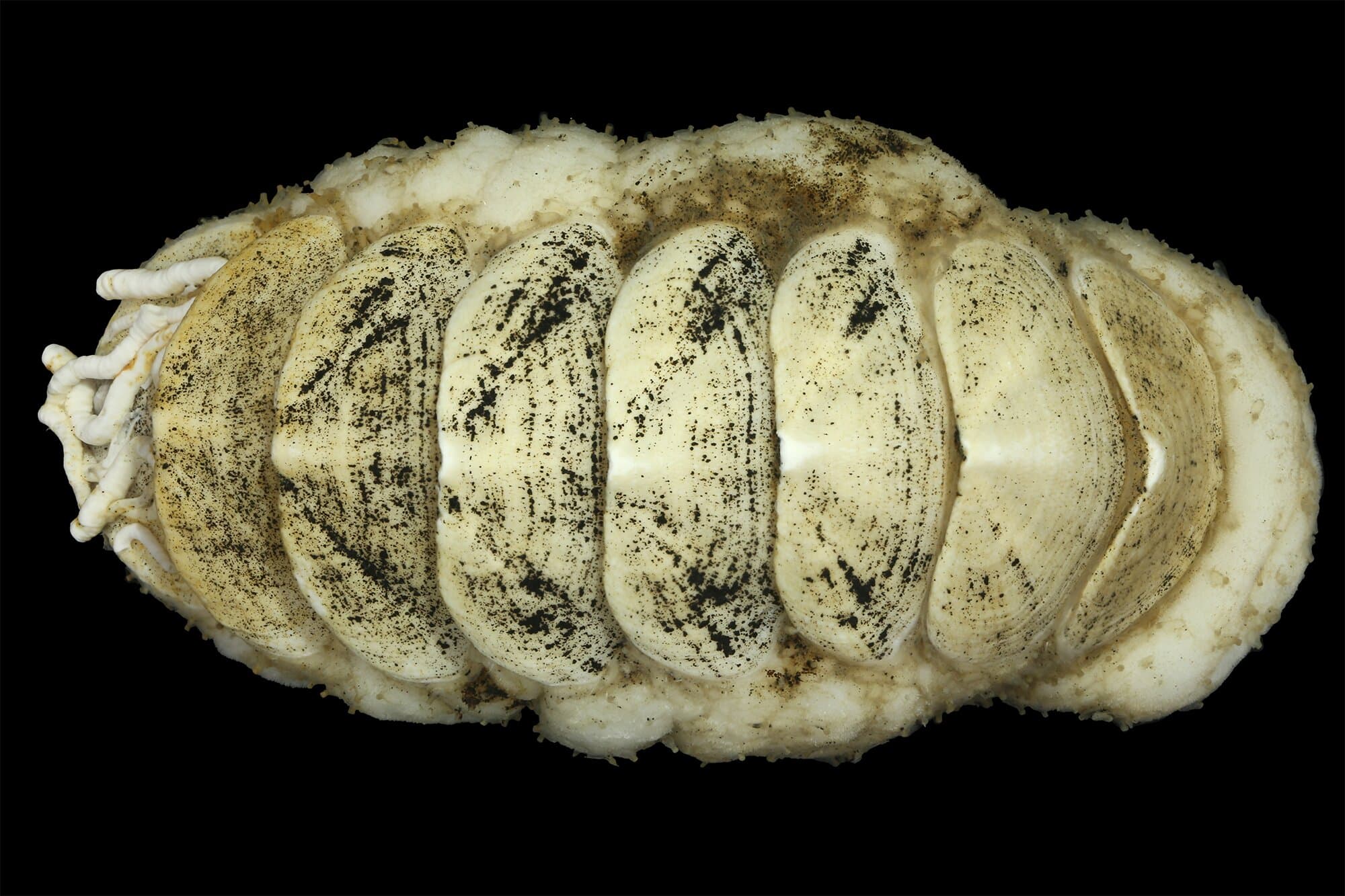 The internet names a new deep-sea species of chiton