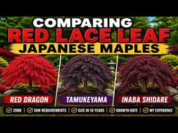 Comparing Red Lace Leaf Japanese Maples | Which One Is Best for Your Garden?